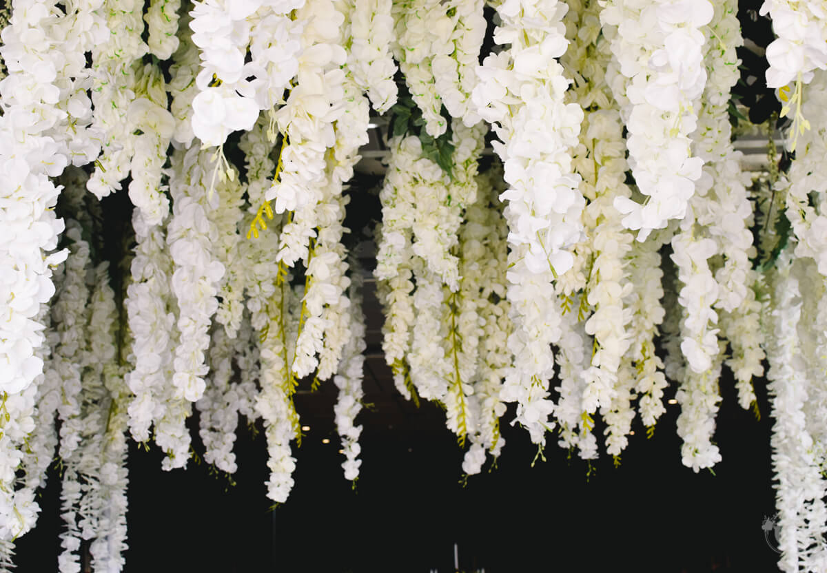 White hanging wisteria