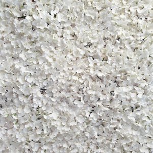 white petal wall