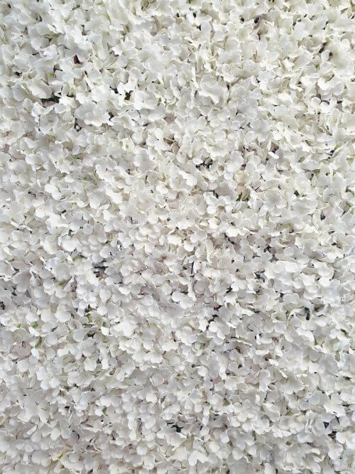 white petal wall