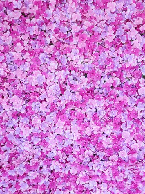 pink petal photo wall